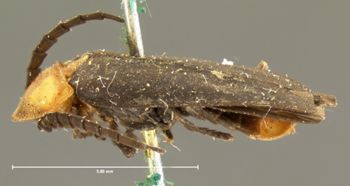 Media type: image;   Entomology 2775 Aspect: habitus lateral view